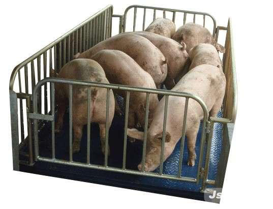 �������Ӱ�